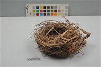 藏品(鳥巢)的圖片